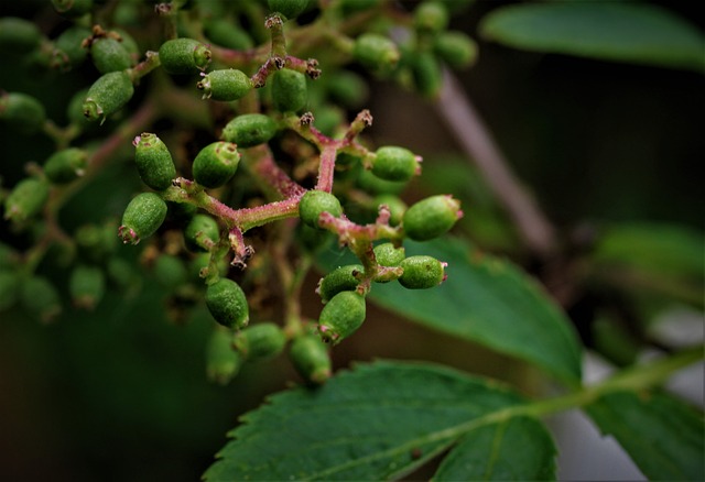 elder