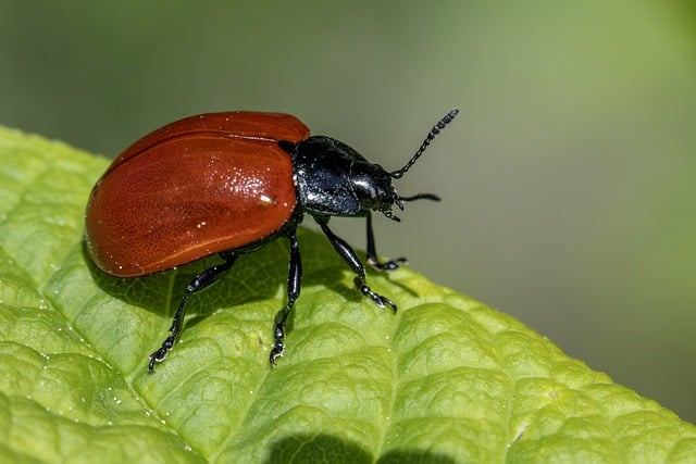pest control